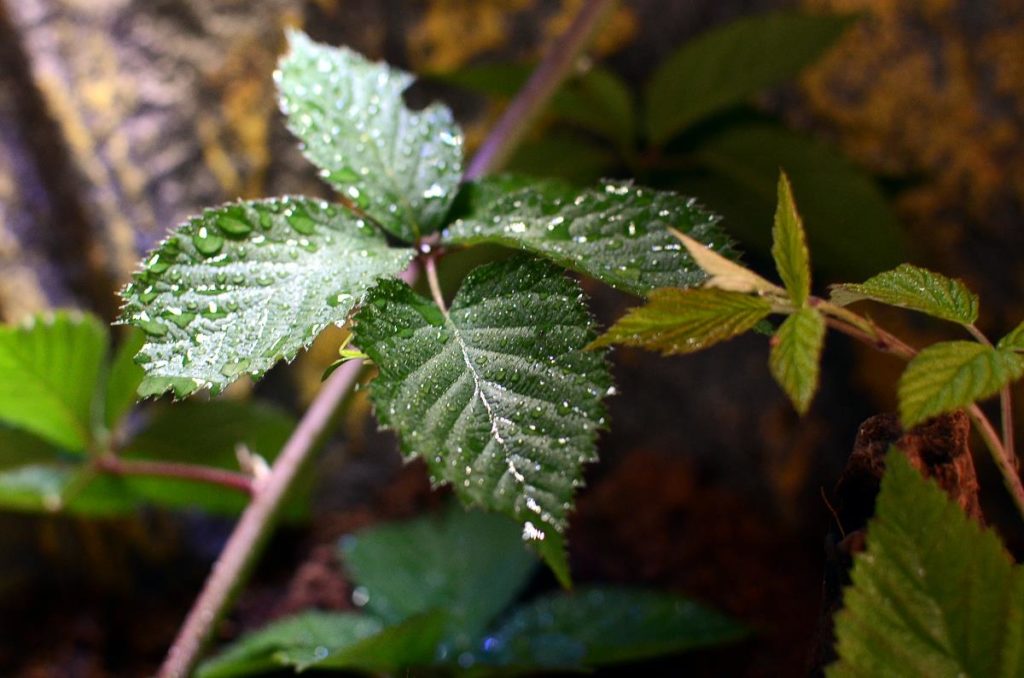 Frische Brombeerblätter mit Wassertropfen im Terrarium