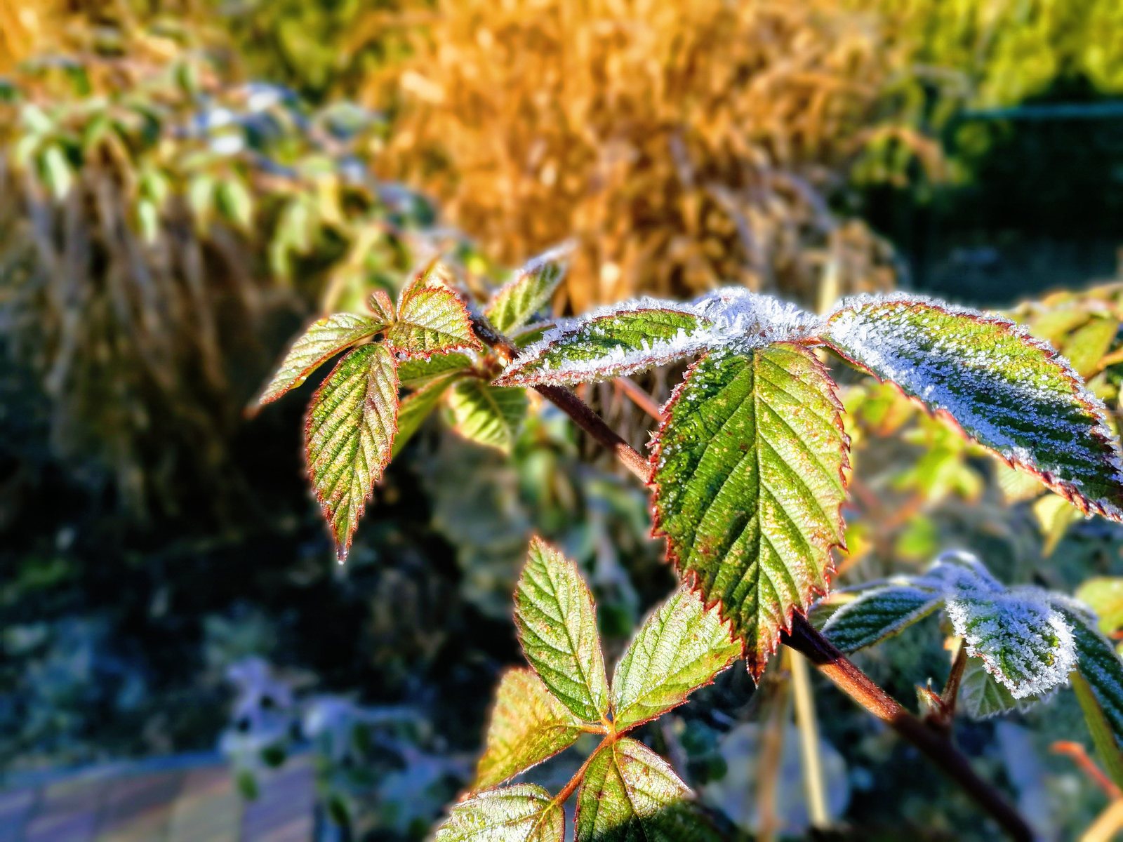 Raureif auf grünen Brombeerblättern im Gegenlicht, die Blätter sind trotz Frost belaubt
