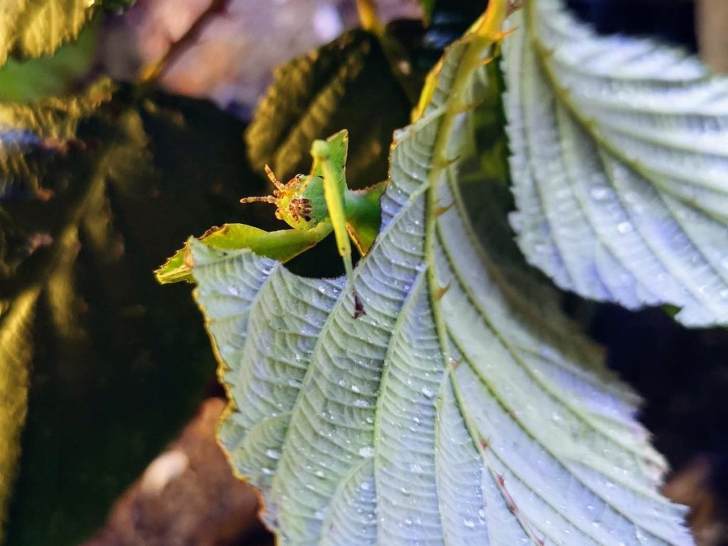 Wandelndes Blatt zwischen Brombeerblättern, Körperform und Blattadern gehen ineinander über